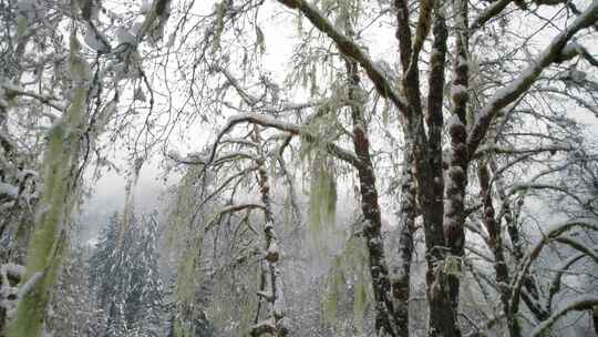 山，冬天，雪，树