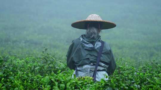 毛尖春茶白茶绿茶茶叶手工茶采摘