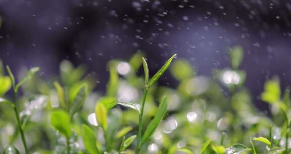 茶园茶叶4k升格慢镜 嫩芽 雨水 浇水