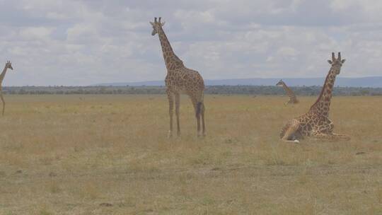 长颈鹿在非洲草原行走