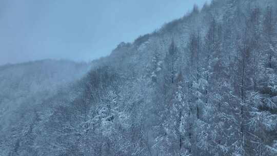 东北冬天暴雪大雪中的林海雪原