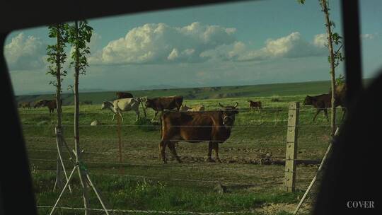 大草原|牛群|