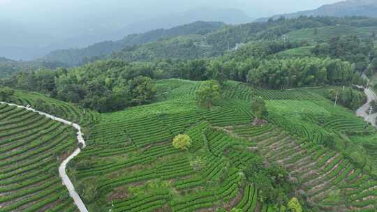 平阳茶山