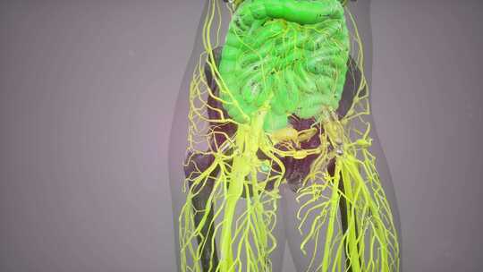 人体消化系统解剖动画概念视频素材模板下载