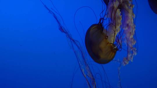 太平洋海刺水母海蜇海洋生物视频素材模板下载