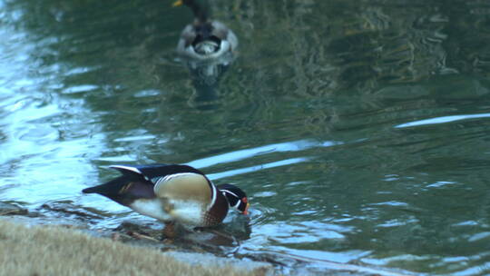 自然生态小鸭子水边嬉戏风光动物