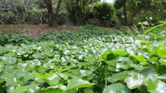 金钱草、铺地莲