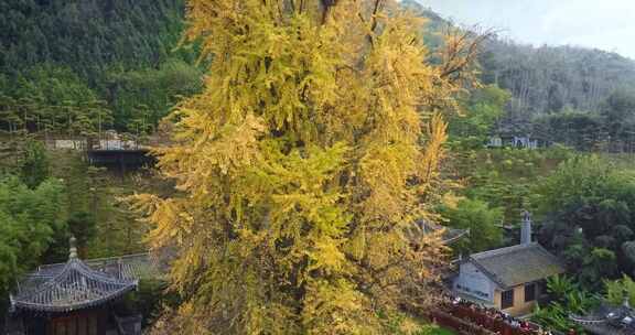 航拍古观音禅寺千年银杏树