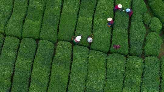 江南茶园茶山采茶工采茶茶园采茶