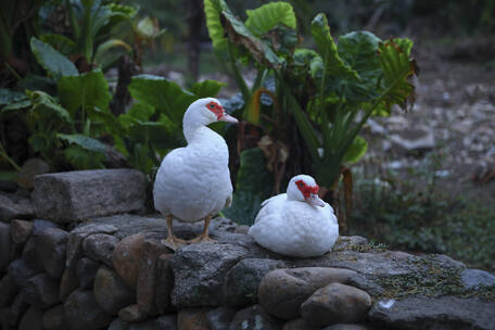 两只白色的鸭子在石墩上栖息