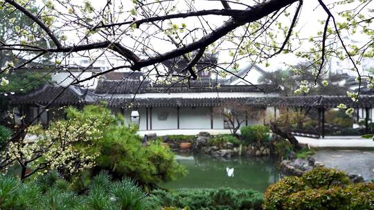 江南中式古典园林庭院春雨下雨梅花雨滴水滴