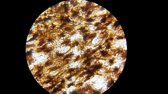 生物素材蛙类表皮细胞