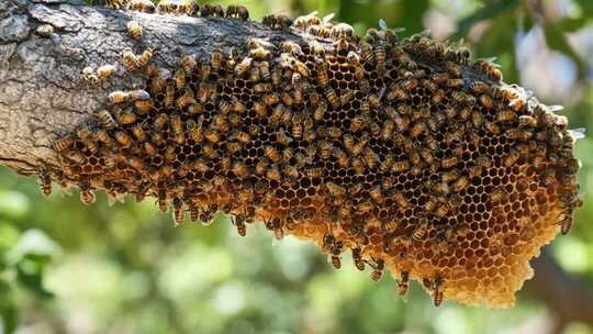 树枝上的蜜蜂与蜂巢