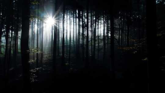 黑暗森林中的一丝光影 原始树林逆光阳光
