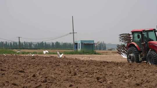 白鹭在耕地拖拉机左右飞翔觅食生态和谐画面