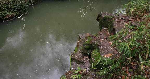 雨天下雨时梅花美景 池塘雨滴