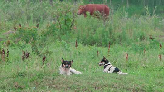 牧牛场双犬憩影：田园犬与草地的和谐乐章