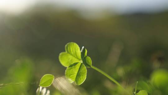 立秋森林植物夕阳绿色树林三叶草麦穗