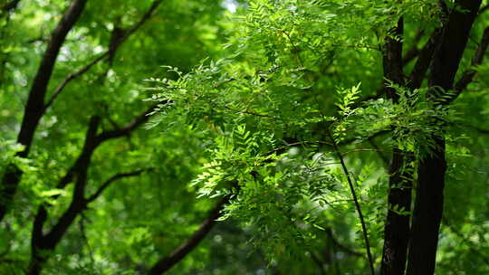 阳光森林树叶夏日自然大自然树林夏天