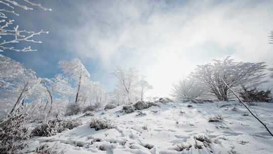 冬日雪景中的雾凇森林。