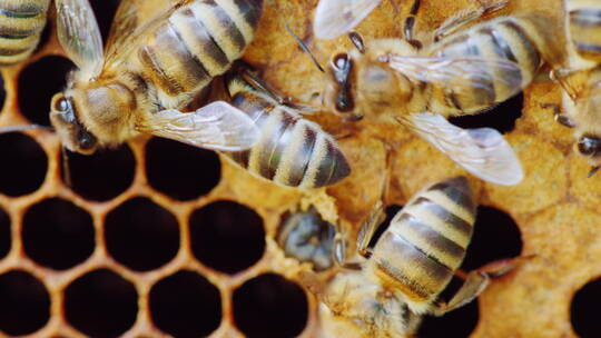 一只新生蜜蜂出现在蜂窝细胞中