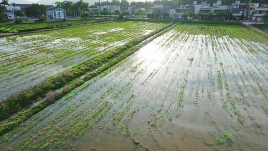 4k水稻培育秧苗粮食安全绿色稻田生态航拍