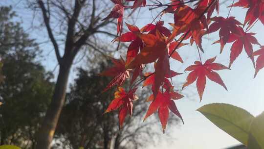 秋天红色的枫叶