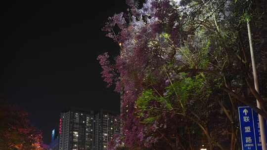 5K-昆明城市夜景，蓝花楹盛开的街道夜景