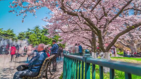 青岛春天青岛中山公园樱花延时