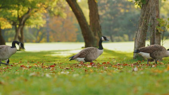 一群鹅走在绿色的草地上