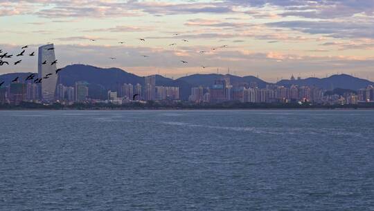 深圳湾公园海边清晨海鸟成群视频素材模板下载