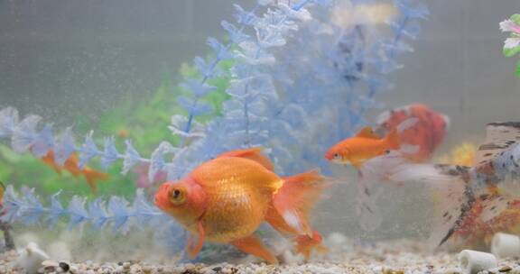 家庭鱼缸里的可爱金鱼 唯美温馨4k实拍