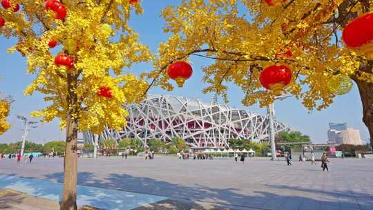 北京鸟巢秋天银杏