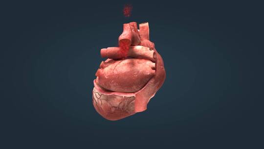 人体心脏运转跳动心动周期心脏病变三维动画