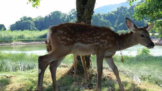 梅花鹿 散养梅花鹿天然生态