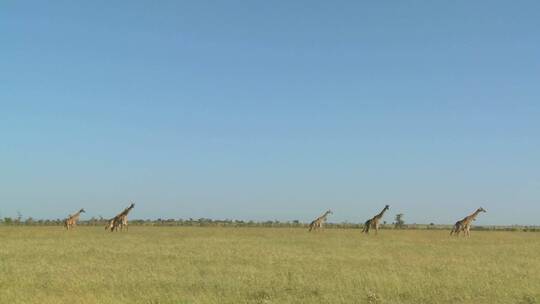 长颈鹿在远处走过非洲大草原