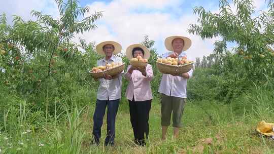 水蜜桃产地 水蜜桃 成熟 阳山水蜜桃