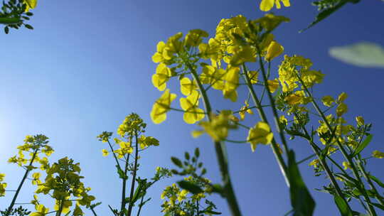 油菜花慢镜头