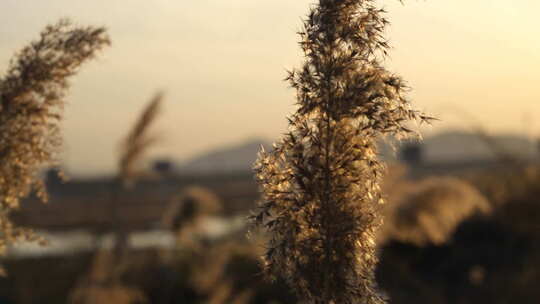 芦苇 禾本科 花 干芦苇 被子植物