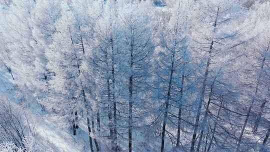 唯美冬天雪景树林雾凇下雪