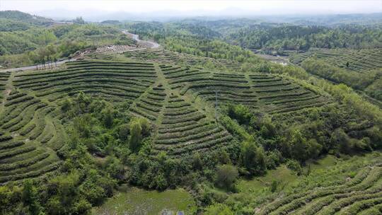 航拍茶园风景