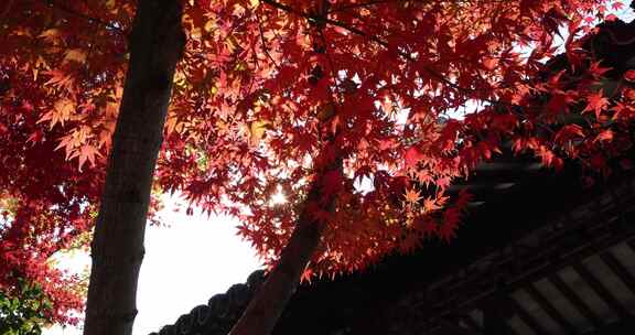 江苏苏州重元寺古风建筑旁色彩鲜艳的枫叶