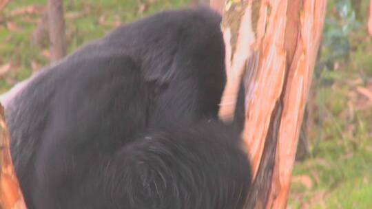 大猩猩袭击卢旺达的桉树视频素材模板下载