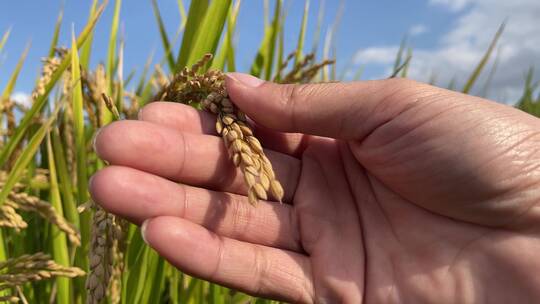 稻田小麦农作物农业4K实拍视频素材模板下载