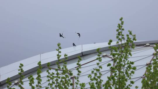 现代建筑顶上的鸟儿-