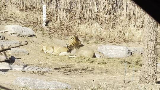 野生动物园开车看狮子和老虎