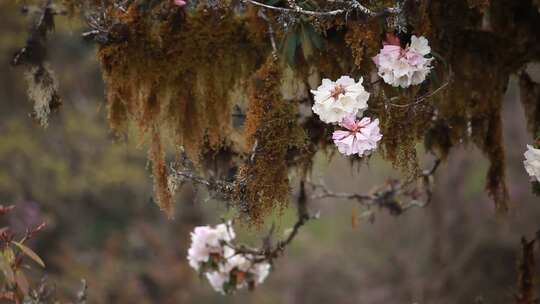 高山杜鹃花4