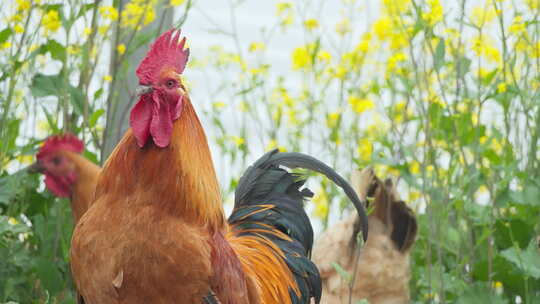 农村散养美丽的大公鸡鸡冠