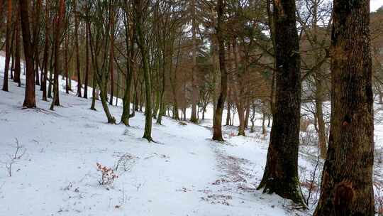 在白雪覆盖的森林中散步