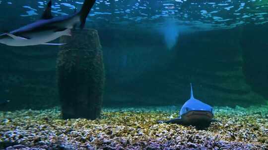 海洋水族馆水下游动的鱼类视频素材模板下载